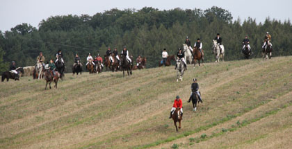 Im Galopp über abgeerntete Felder.